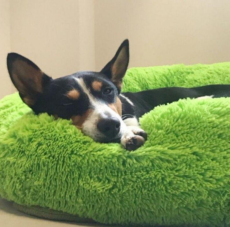 Cama Antiestresse para Pets - Conforto Premium